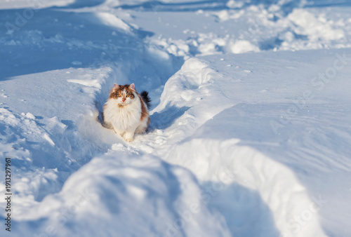 Fotografija Portrait of a young fluffy tricolor cat sitting in a deep snowdrift in a winter