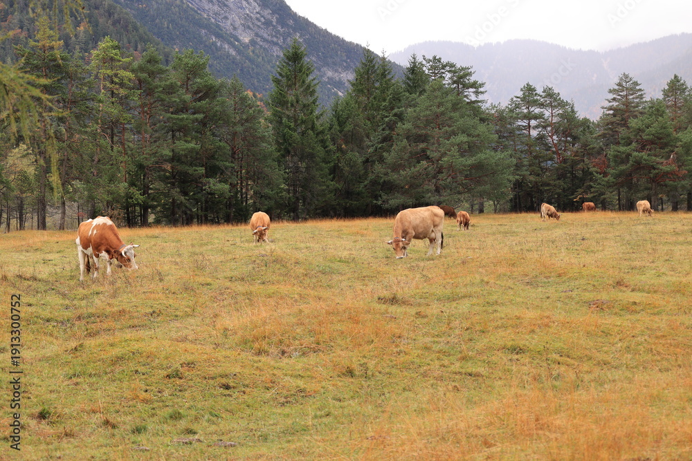 Naklejka premium Schöner Herbsttag in den Wäldern von Mittenwald in den Bayerischen Alpen 