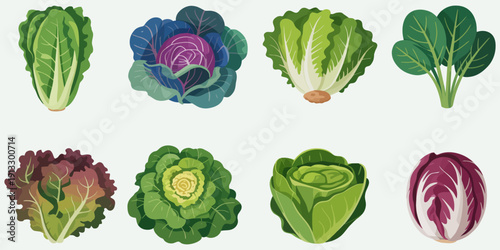 leafy green vegetable collection vector illustration set featuring lettuce, cabbage, spinach, and salad greens, healthy organic food concept, fresh farm produce, vegetarian nutrition design.
