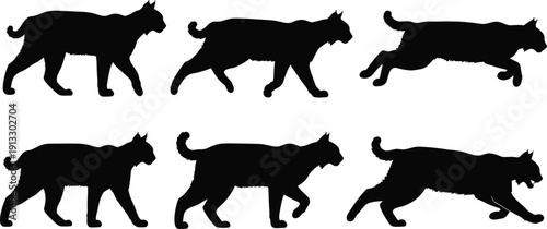 Big cat silhouettes set, walking and running poses, wild predator collection, black animal shapes, isolated wildlife illustration, feline movement