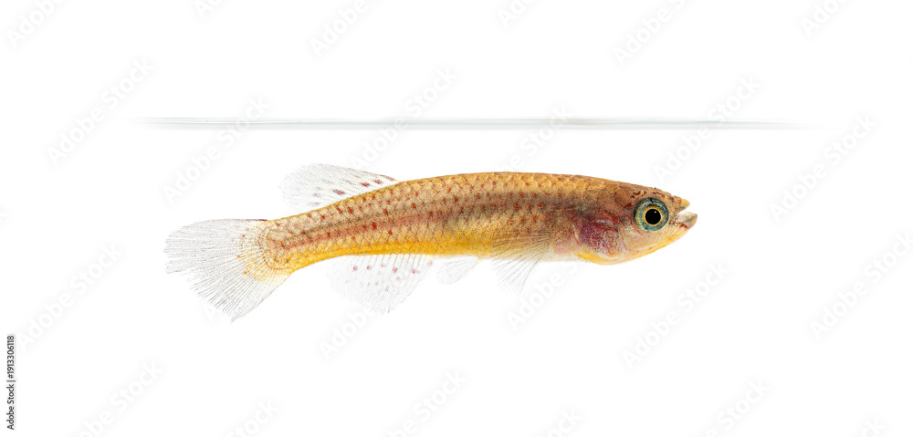 Fototapeta premium Female Blue lyretail fish, Fundulopanchax gardneri, Isolated on white