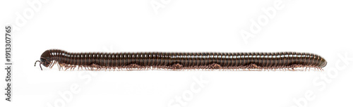 Slika na platnu Long brown millipede isolated on clean white background, many legged arthropod c