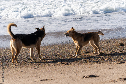 Two happy dogs playing on a sandy shore with crashing white waves in the background. A joyful and energetic moment capturing friendship and outdoor fun by the sea
