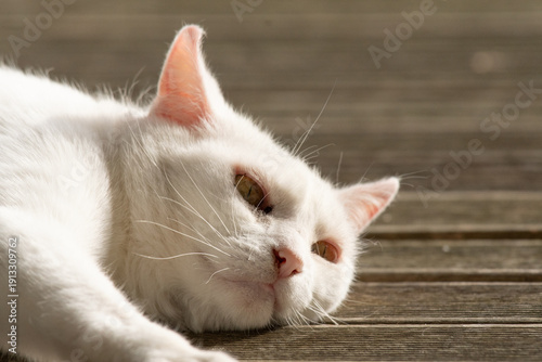 Close up of beautiful pure white cat resting in sunshine with light shining through her ears and white whiskers highlighted
