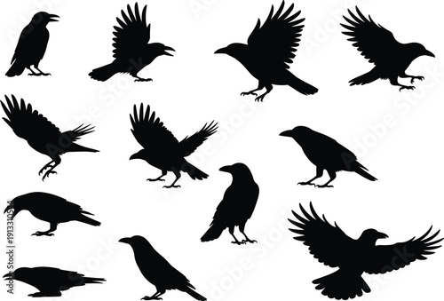 Black Crow and Raven Silhouettes Vector Set Featuring Various Flying Perching and Standing Bird Poses Isolated on White Background for Wildlife and Nature Design