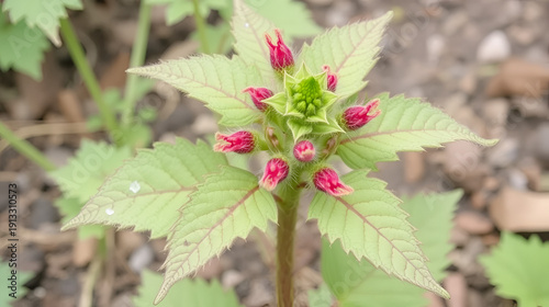 Amaranthus retroflexus or red-root amaranth, redroot pigweed, red-rooted pigweed, common amaranth, pigweed amaranth