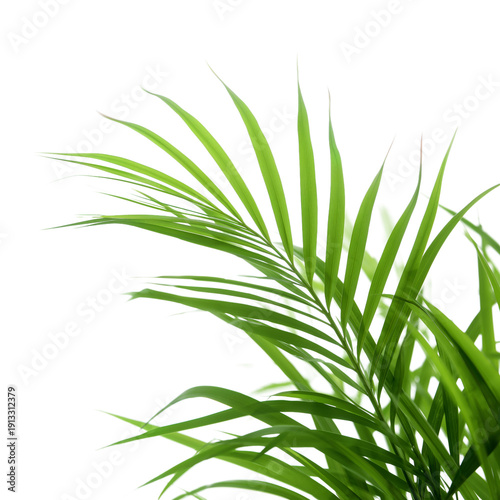 Green Plant Leaves Reaching Upward in Bright Light During Daytime