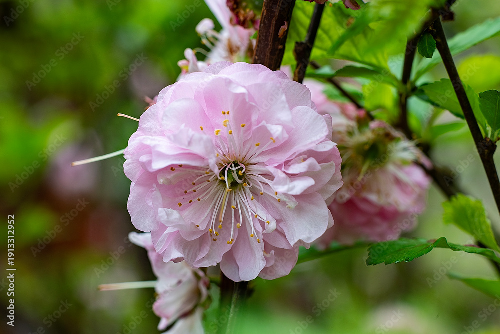 Obraz premium kwiat ozdobny