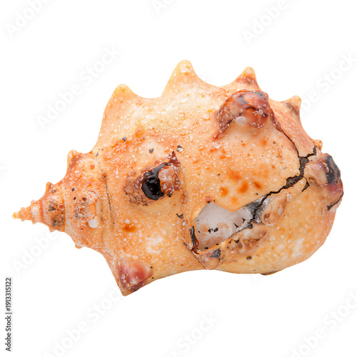 Shell Rests on a White Background With Orange and Tan Colors Showing Intricat...