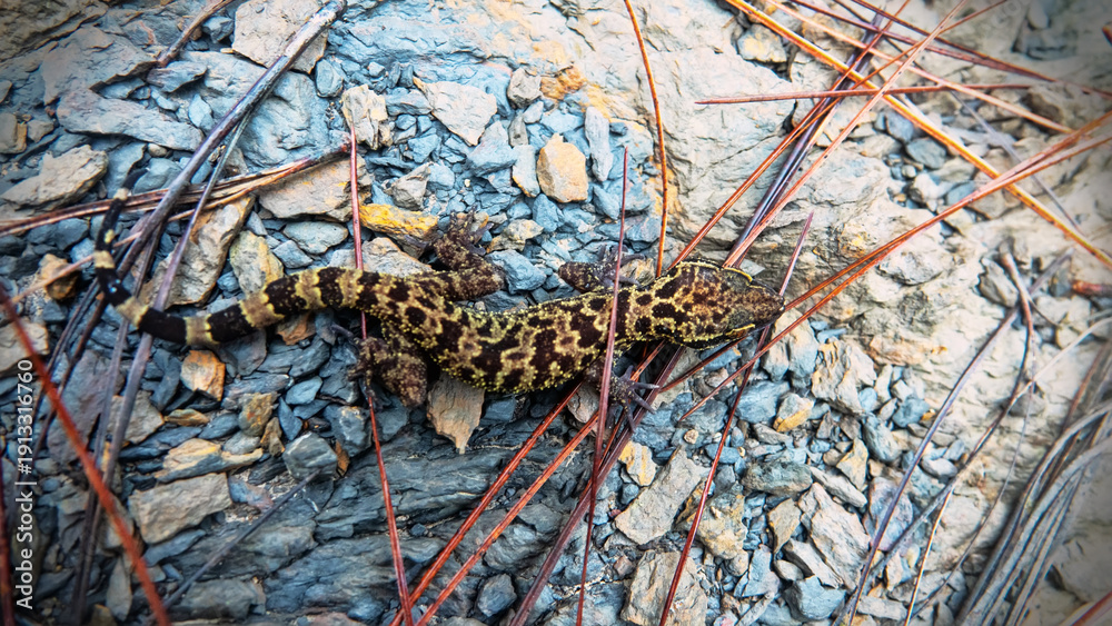Obraz premium wonder gecko Goniurosaurus orientalis in stones. Mountain cloudy forest, hylea in Malaysia, Borneo, hill Gunung Kinabalu