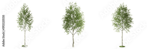 Birch tree isolated on white background, standing on white floor – Betula spp., white birch, silver birch, paper birch, temperate tree, ornamental birch, birch leaves, birch trunk, birch forest, birch