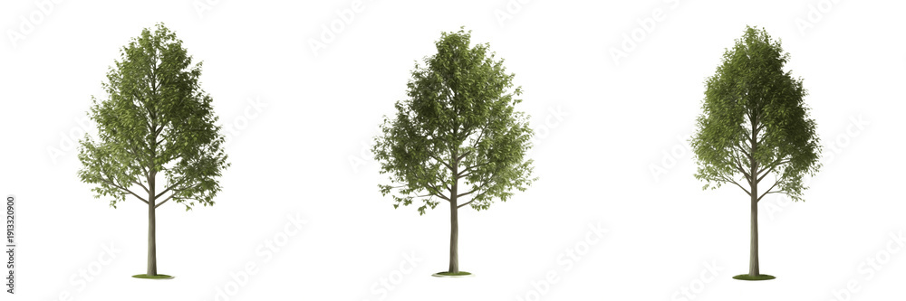 Obraz premium Poplar tree isolated on white background, standing on white floor – Populus spp., white poplar, Lombardy poplar, ornamental poplar, temperate tree, poplar leaves, poplar trunk, poplar forest, landscap