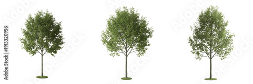 Foto Elm tree isolated on white background, standing on white floor – Ulmus spp