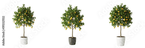 Canvas-taulu Lemon tree isolated on white background, standing on white floor – Citrus limon,