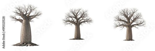 Fotografía Baobab tree isolated on white background, standing on white floor – Adansonia spp