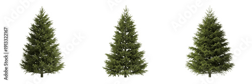 Tableau sur toile Douglas fir tree isolated on white background, standing on white floor – Pseudot