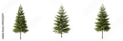 Tableau sur toile Hemlock tree isolated on white background, standing on white floor – Tsuga spp
