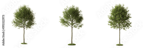 Konstfotografi Hawthorn tree isolated on white background, standing on white floor – Crataegus spp