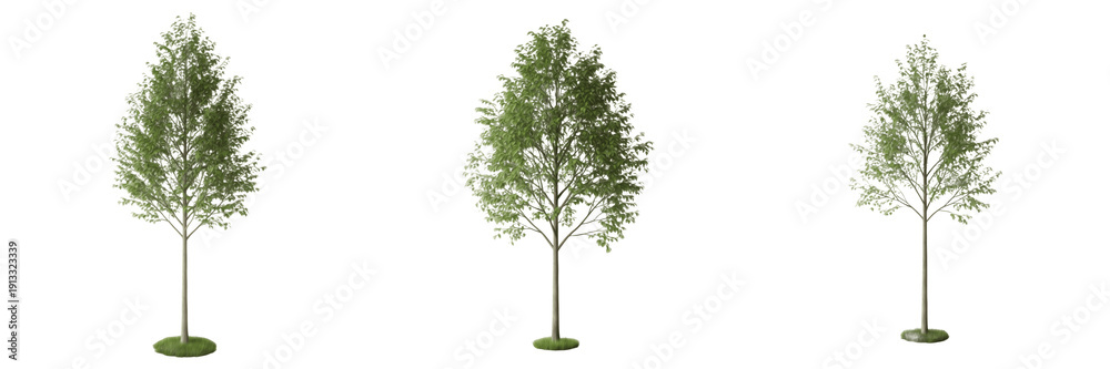 Obraz premium Alder tree isolated on white background, standing on white floor – Alnus spp., temperate alder, ornamental alder, deciduous tree, garden alder, alder leaves, alder trunk, alder tree photography