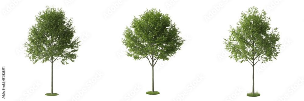 Fototapeta premium Hickory tree isolated on white background, standing on white floor – Carya spp., temperate hickory, ornamental hickory, deciduous tree, garden hickory, hickory leaves, hickory trunk, hickory tree
