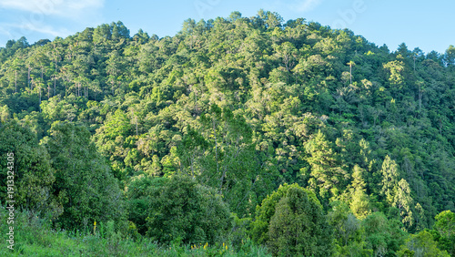 Fotografija Tropical rainforest on volcanic islands during monsoon season