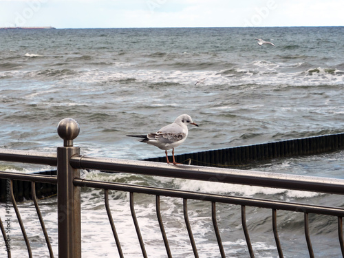 A seagull sitting on a metal railing, against a gray seas, in close-up.