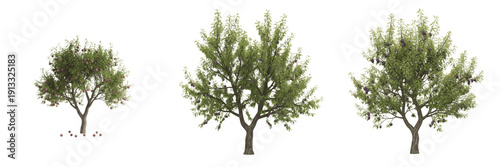 Photography Plum tree isolated on white background, standing on white floor – Prunus domesti