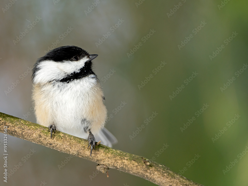 Obraz premium A black-capped chickadee posing on a branch 