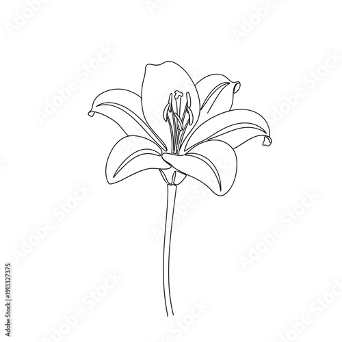 Elegant line art of lily flower in simple design. Lily flower illustration showcases delicate petals and graceful stem in minimalist style. Concept for botanical art and floral design.