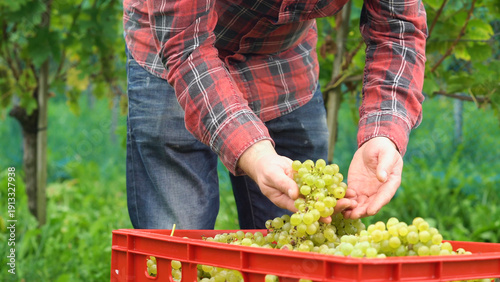 Harvesting grapes in a vineyard during late summer in a rural setting