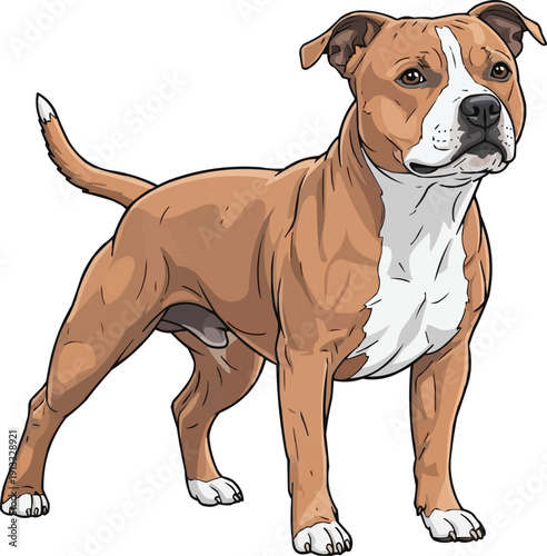 Staffordshire Bull Terrier Dog standing alert focused looking away