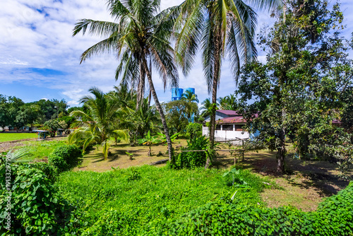 Wallpaper Mural Palm trees on the farm property in agriculture area in Costa Rica Torontodigital.ca