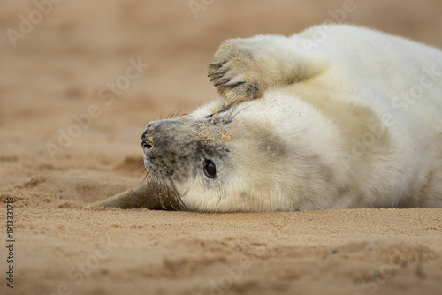 Grey seal pup