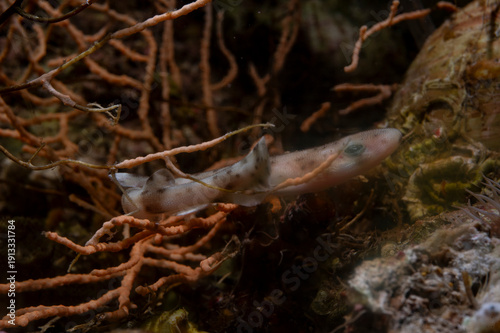 Quadro em tela The small-spotted catshark or lesser spotted dogfish, Scyliorhinus canicula, is a cat shark