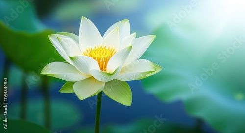 Close-up photo of delicate white water lily flower. Beautiful blossom with yellow center. Floral image against soft green blue background. Nature and serenity themes.