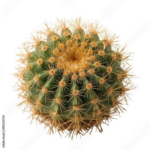 Cactus With Long Spines in a Simple Setting During Daylight Hours
