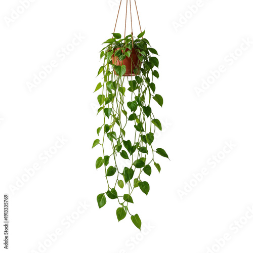Hanging Plant With Green Leaves in a Pot Suspended From a Ceiling