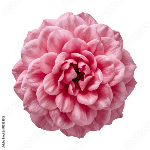 Flower With Pink Petals in Full Bloom on a White Background