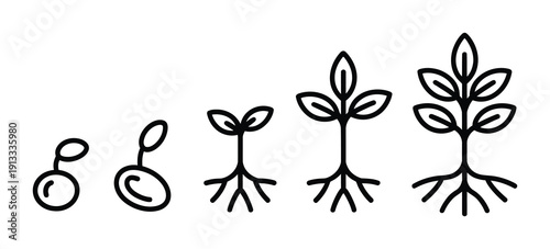 Vector illustration shows the growth stages of a plant from seed