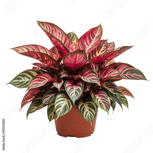 Decorative Plant With Colorful Leaves in a Pot on a White Background