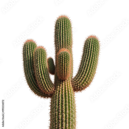 Saguaro Cactus in Bright Sunlight With Multiple Arms Standing Tall in Desert ...