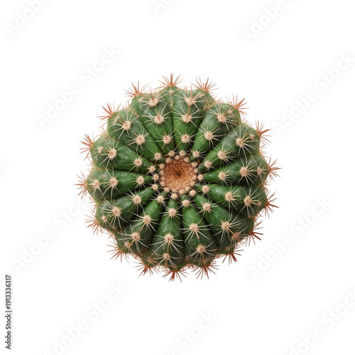 Unique Round Cactus With Red Spikes Displays Its Many Patterns Under Bright L...
