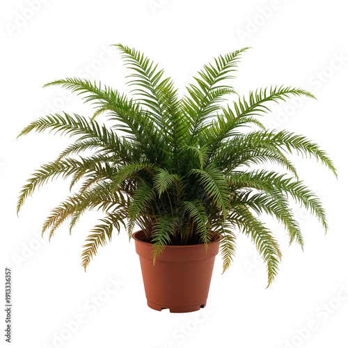 Bonsai Tree Placed in a Brown Pot With Lush Green Leaves and Twisted Branches...