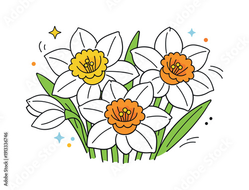 Daffodil Botanical Illustration. Daffodil flowers close up for botanical editorial. Several daffodil heads are shown from a near perspective, emphasizing petal