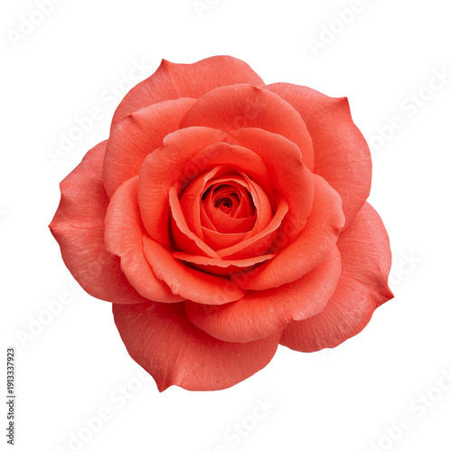 Bright Red Rose on White Background Shows Details of Petals and Shape During ...