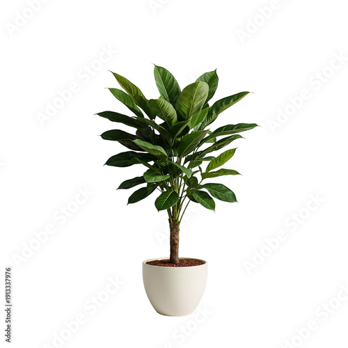 Indoor Plant Arrangement in White Pot With Green Leaves in a Simple Setting