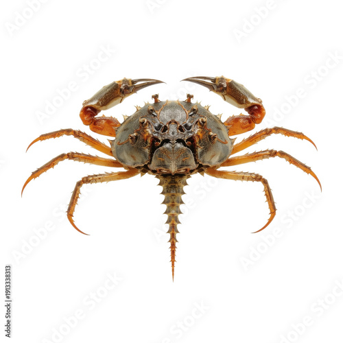 Close View of a Crab Showing Its Claws and Body in a Clear Setting