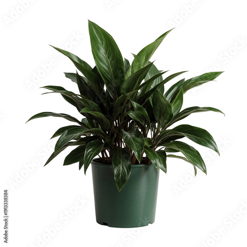 Indoor Plant in a Green Pot Placed on a Plain Surface With Bright Lighting Du...