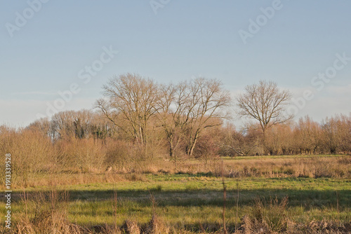 Canvas Print Sunny marsh landscape with golden reed and bare winter trees in Bourgoyen nature
