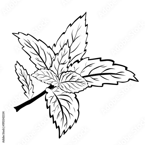 Hand-drawn line art vector of mint or rosemary leaves on white background. Minimalist black outline icon for herbal tea, cosmetics, food packaging and medical branding.